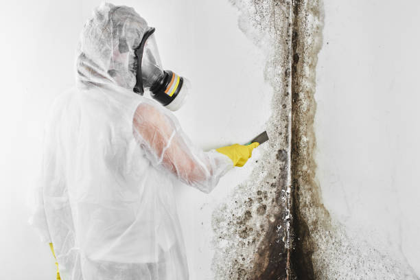 Best Crawl Space Mold Remediation in Alturas, CA