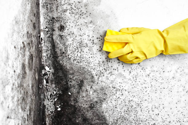 Best Post-Flood Mold Remediation in Alturas, CA