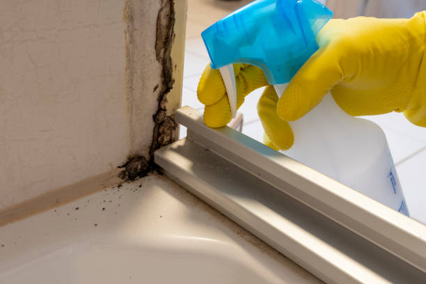 Best DIY Mold Remediation Support Services in Alturas, CA