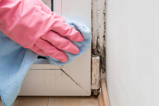 Reliable Alturas, CA Mold Remediation Solutions
