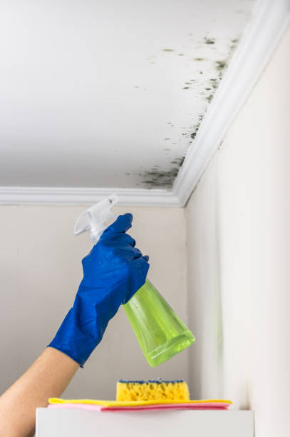 Best Residential Mold Remediation in Alturas, CA